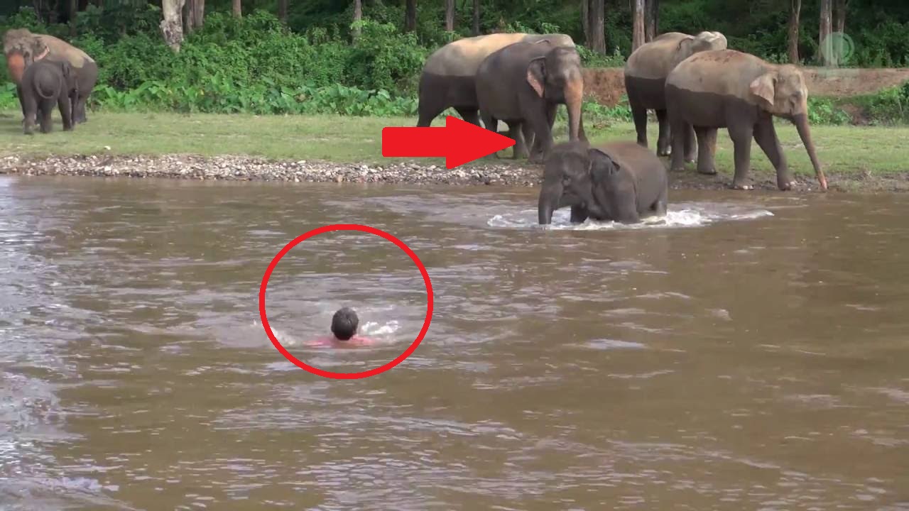 পানিতে ডুবে যাচ্ছিল লোকটি। এরপর দেখুন হাতির দলটি কিভাবে তাকে উদ্ধার করে!