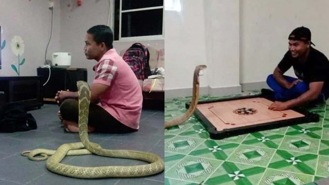 দেখুন ১০ ফুট লম্বা গোখরা সাপকে বিয়ে করে সংসার করছেন এই ব্যাক্তি। ভিডিওতে দেখুন