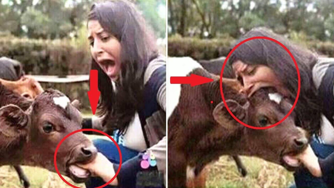 গরু মহাশয়ের কান্ড দেখুন,এ কি করল মেয়েটির সাথে,