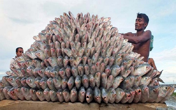 ১৮ হাজার কোটি টাকার ইলিশ উৎপাদনের সম্ভাবনা