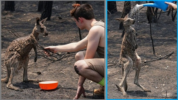 দাবানলে পোড়া শরীর নিয়ে তরুণের কাছে ছুটে এলো ক্যাঙ্গারু