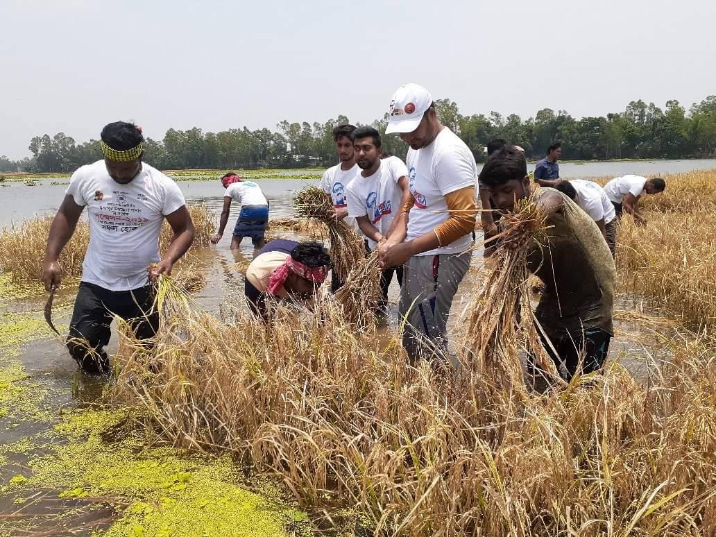 টাঙ্গাইলে হাঁটু পানিতে নেমে ধান কেটে দিল ছাত্রলীগ