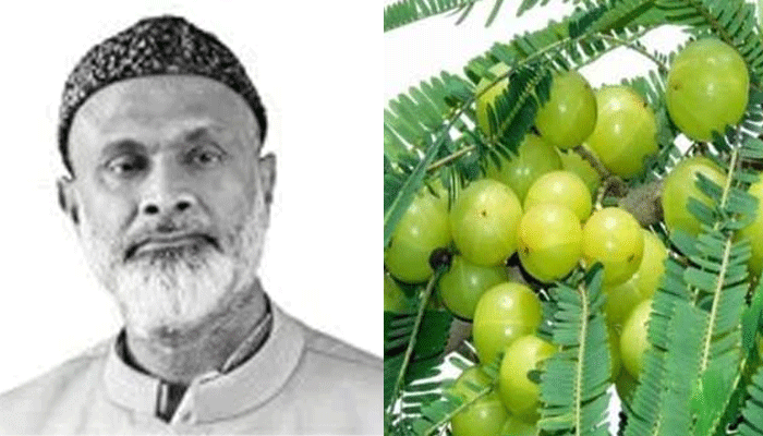 আমলকীর উপকারিতা, চাষাবাদ ও সংরক্ষণ